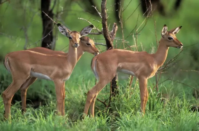 Framed Print : Impala Juveniles. Kruger National Park, South Africa Framed Print : Impala Juveniles. Kruger National Park, South Africa
