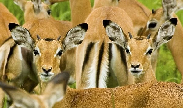 Impala - Katavi National Park - Tanzania - Africa