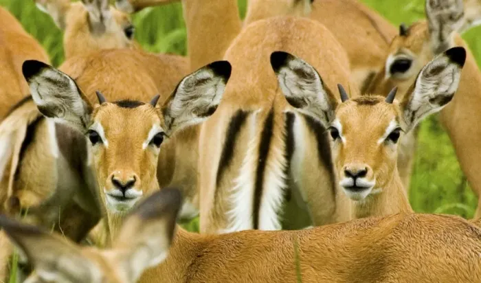 Framed Print : Impala - Katavi National Park - Tanzania - Africa