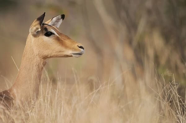 Impala - Kruger National Park, South Africa