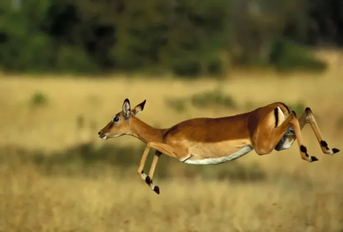 Framed Print : Impala Leaping Maasai Mara, Kenya, Africa Framed Print : Impala Leaping Maasai Mara, Kenya, Africa