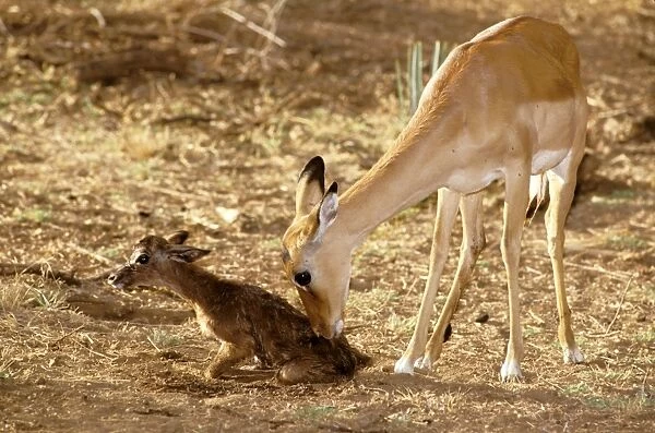 Impala - licking clean newborn - Masai Mara National Reserve - Kenya JFL05278