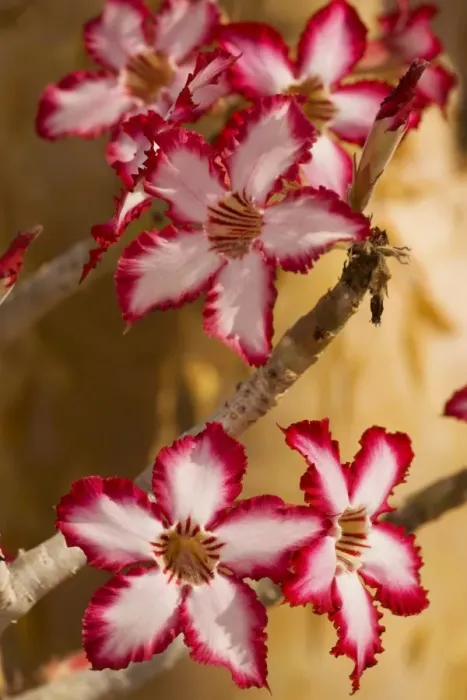 Framed Print : Impala lily, Adenium (Pachypodium) multiflorum; rare and threatened southern African plant. Also grown in gardens Framed Print : Impala lily, Adenium (Pachypodium) multiflorum; rare and threatened southern African plant. Also grown in gardens