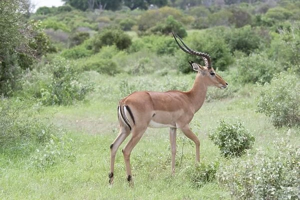 Impala - Male - Tsavo National Park East Kenya