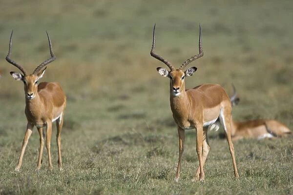 Impala Ol Pejata Conservancy, Kenya