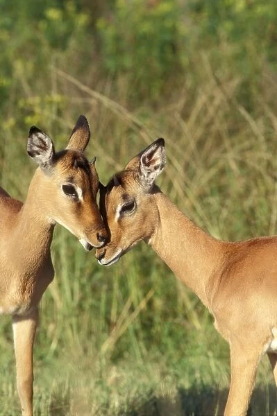 Impala Pair involved in social grooming. Kruger National Park, South Africa