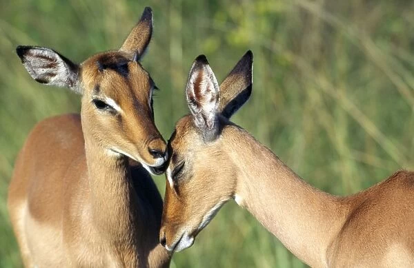 Impala - pair involved in social grooming - Kruger National Park - South Africa