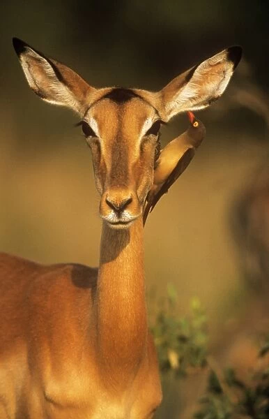 Impala - with Redbilled Oxpecker (Buphagus erythrorhynchus) searching for insects