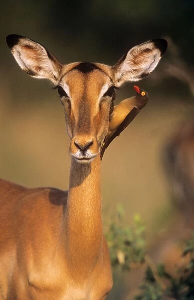 Impala - & Redbilled Oxpecker (Buphagus erythrorhynchus) searching for insects
