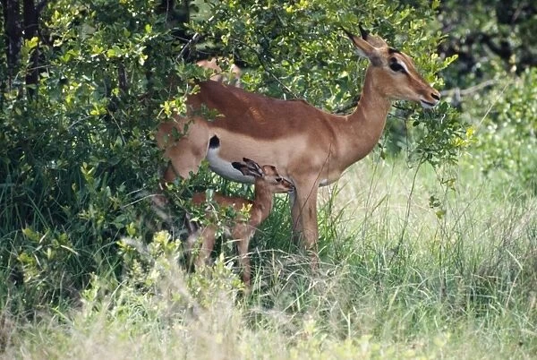 Impala resting in shade with young fawn. Diverse diet, taking monocots and dicots. A southern savanna antelope. Kruger National Park, Mpumalanga, South Africa