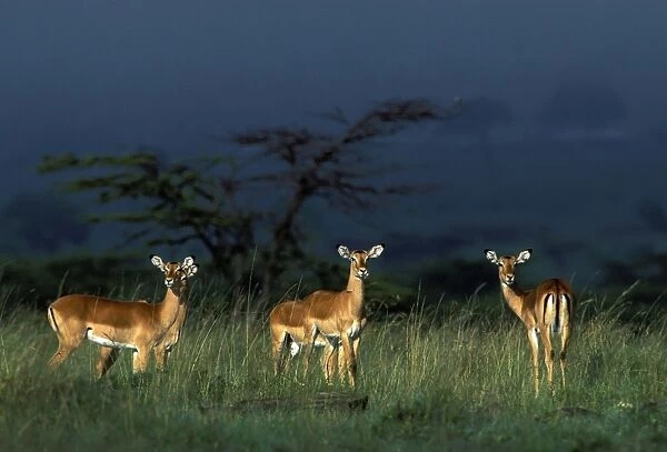 Impala - running. Maasai Mara - Kenya - Africa