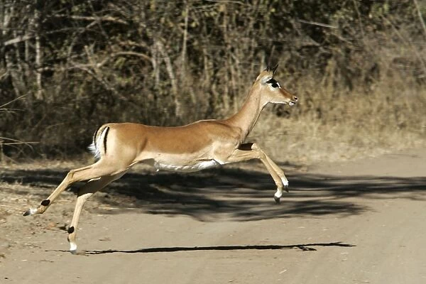 mpala. Impala - running across path. South Luangwa Valley National Park - Zambia - Africa