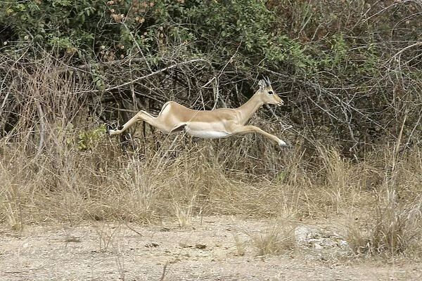 Impala - running. South Luangwa Valley National Park - Zambia - Africa