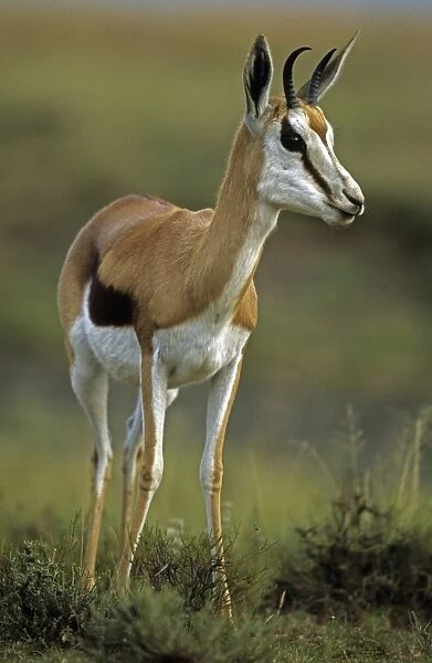 Impala - South Africa - Medium-size gazelle-like anteope - Distribution in south and southeastern Africa - Require high-quality fodder (grass or leaves) moisture-shade and cover - Females form clans of 30-120 animals - Live up to 15 years