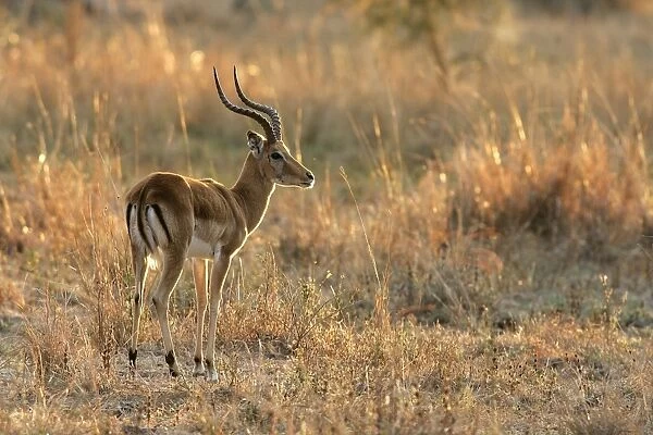 Impala. South Luangwa Valley National Park - Zambia - Africa