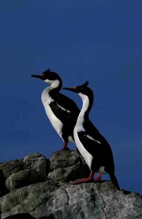 Framed Print : Imperial shag Framed Print : Imperial shag