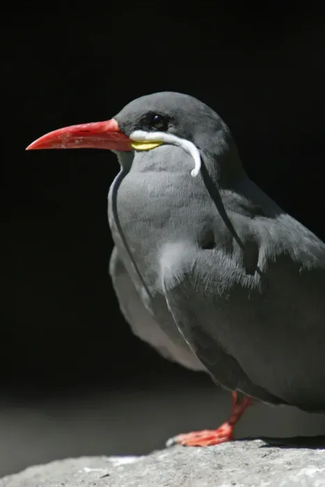 Framed Print : Inca Tern - Portrait, Emmen, Holland Framed Print : Inca Tern - Portrait, Emmen, Holland