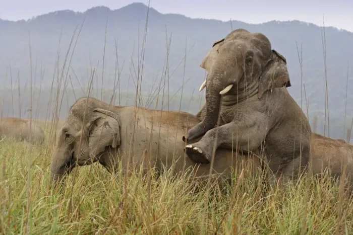 Framed Print : Indian / Asia Elephant - pair mating Corbett National Park, Uttaranchal, India Framed Print : Indian / Asia Elephant - pair mating Corbett National Park, Uttaranchal, India