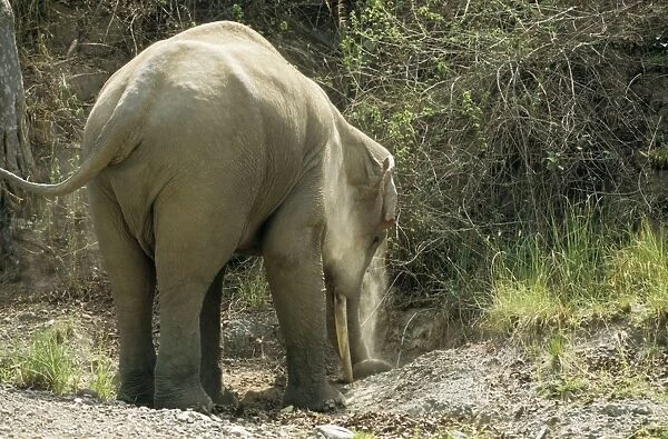 Indian  /  Asian Bull elephant diging at the salt-lick, Corbett National Park, India