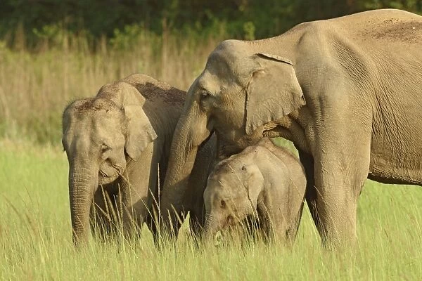 Indian  /  Asian Elephant - adult with calves. Corbett National Park - Uttaranchal - India