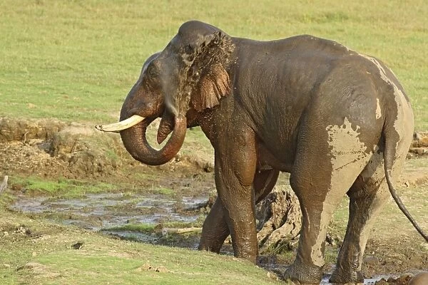 Indian  /  Asian Elephant - bathing, spraying water Corbett National Park, Uttaranchal, India