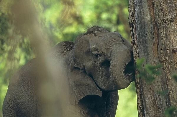Indian  /  Asian Elephant biting the bark, Corbett National Park, India