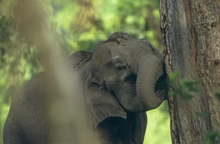 Framed Print : Indian / Asian Elephant biting the bark, Corbett National Park, India Framed Print : Indian / Asian Elephant biting the bark, Corbett National Park, India
