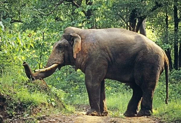 Indian  /  Asian Elephant breaking termite mound, double masth Corbett National Park, India
