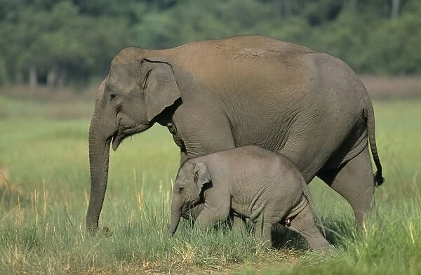 Indian  /  Asian Elephant - with calf Corbett National Park, India