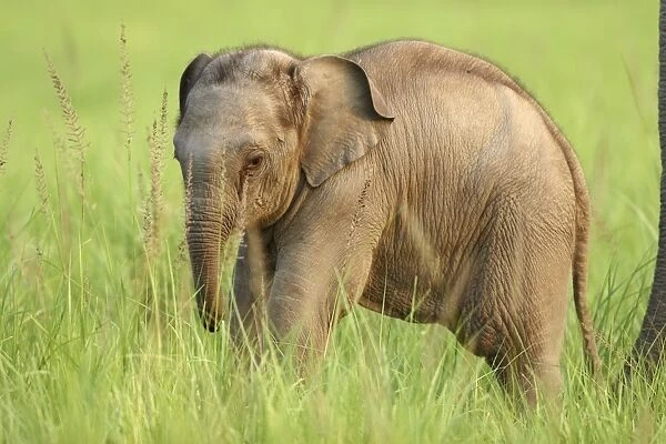 Indian  /  Asian Elephant - calf Corbett National Park, Uttaranchal, India