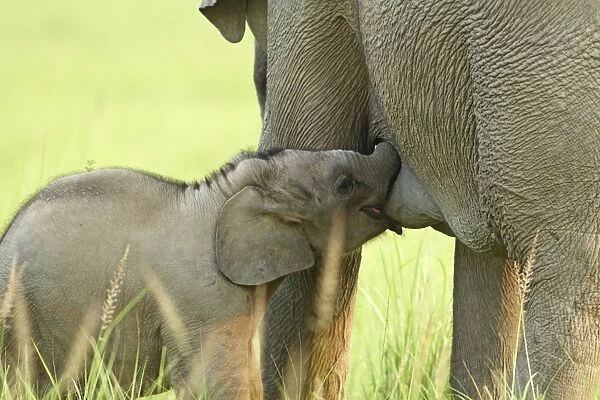 Indian  /  Asian Elephant - calf suckling Corbett National Park, Uttaranchal, India