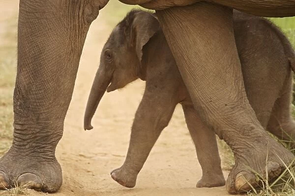 Indian  /  Asian Elephant - calf walking - sheltering under adult. Corbett National Park - Uttaranchal - India
