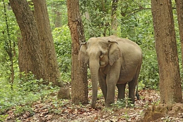 Indian  /  Asian Elephant coming out of Sal forest, Corbett National Park, India