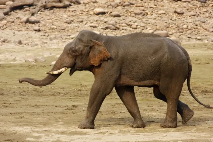 Framed Print : Indian / Asian Elephant communicating, Corbett National Park, India Framed Print : Indian / Asian Elephant communicating, Corbett National Park, India