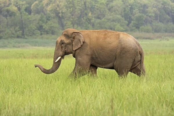Indian  /  Asian Elephant. Corbett National Park - Uttaranchal - India