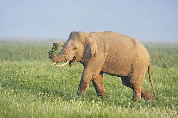 Indian  /  Asian Elephant displaying the grass, Corbett National Park, India