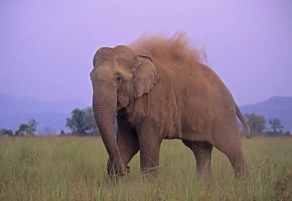 Indian  /  Asian Elephant dust bathing, Corbett National Park, India