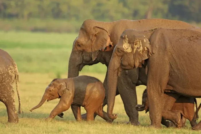 Framed Print : Indian / Asian Elephant family coming out of waterhole, Corbett National Park, India Framed Print : Indian / Asian Elephant family coming out of waterhole, Corbett National Park, India