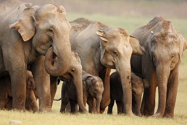 Indian  /  Asian Elephant family, Corbett National Park, India