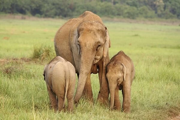 Indian  /  Asian Elephant - female with two calves. Corbett National Park - Uttaranchal - India