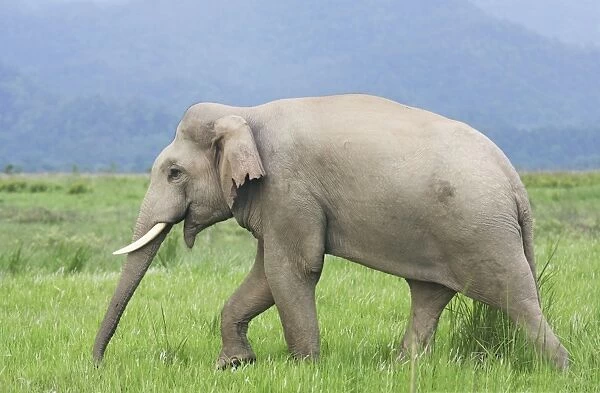 Indian  /  Asian Elephant in the grassland, Corbett National Park, India