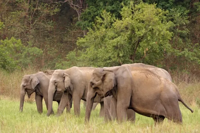 Framed Print : Indian / Asian Elephant in the grassland - Corbett National Park - India Framed Print : Indian / Asian Elephant in the grassland - Corbett National Park - India