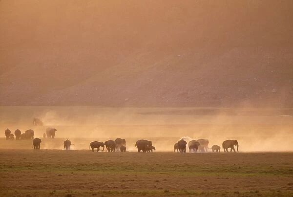 Indian  /  Asian ELEPHANT - Group on the Ramganga riverbed at dusk