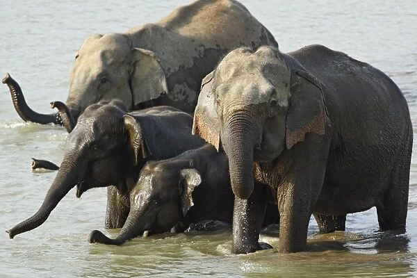 Indian  /  Asian Elephant - group in water Corbett National Park, Uttaranchal, India
