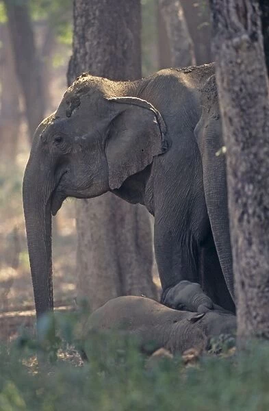 Indian  /  Asian Elephant guarding the sleeping calves, Corbett National Park, India