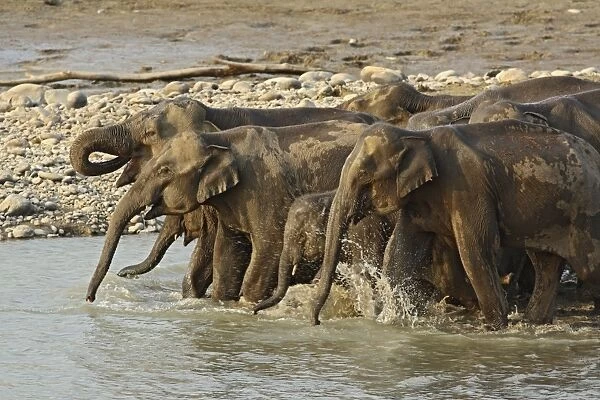 Indian  /  Asian Elephant - herd drinking at water. Corbett National Park - Uttaranchal - India