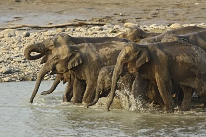 Framed Print : Indian / Asian Elephant - herd drinking at water. Corbett National Park - Uttaranchal - India Framed Print : Indian / Asian Elephant - herd drinking at water. Corbett National Park - Uttaranchal - India