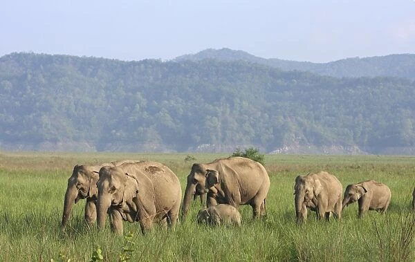 Indian  /  Asian Elephant herd in the open country, Corbett National Park, India