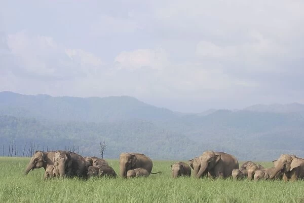 Indian  /  Asian Elephant herd in the open country, Corbett National Park, India