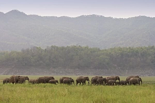 Indian  /  Asian Elephant - herd walking. Corbett National Park - Uttaranchal - India